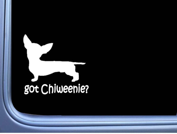 Got Chiweenie J810 6 inch Sticker dachshund chihuahua dog decal