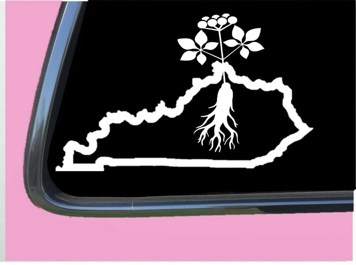 Kentucky Ginseng Vinyl Decal – 6 Inch