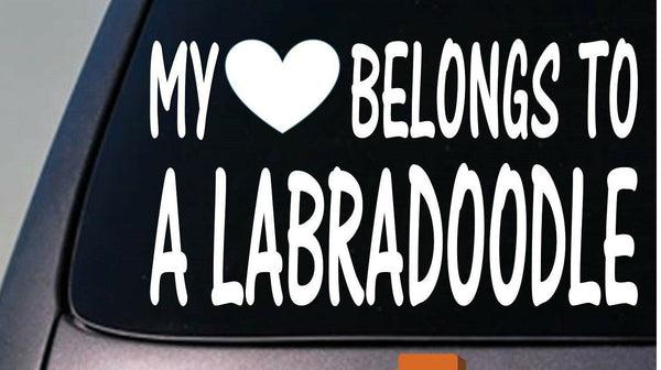 My heart belongs to a Labradoodle sticker decal *D904*