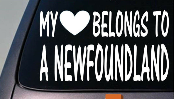 My heart belongs to a Newfoundland sticker decal *D915*