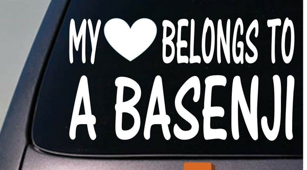 My heart belongs to a basenji sticker decal *D898*