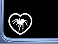 Tarantula Big Heart M234 6 inch Sticker spider decal arachnid