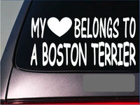 Boston Terrier My heart belongs Sticker *G481* 8" Vinyl Decal dog training dogs