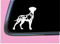 Harlequin Great Dane Uncropped TP 552 vinyl 6" Decal Sticker dog breed