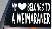 My heart belongs to a Weimaraner sticker decal *D932*