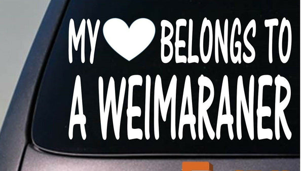 My heart belongs to a Weimaraner sticker decal *D932*