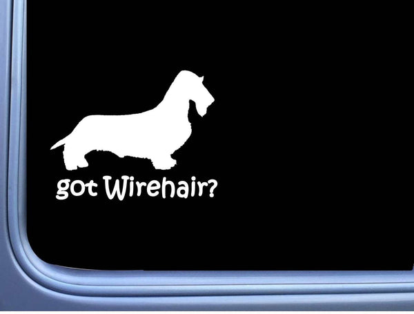 Got Wirehaired Dachshund J814 8 inch Sticker dachshund dog decal