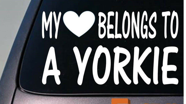 My heart belongs to a Yorkie sticker decal *D935*