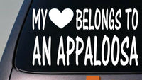 My heart belongs to a Appaloosa sticker decal *D992*