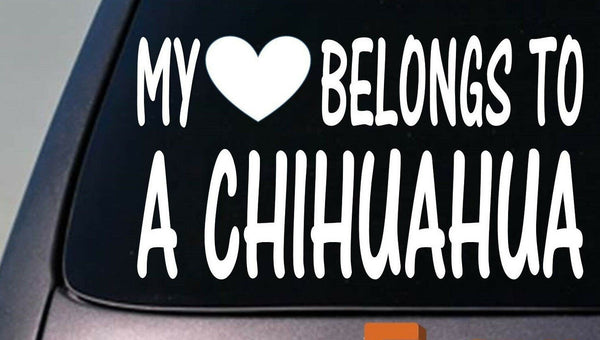 My heart belongs to a Chihuahua sticker decal *D970*