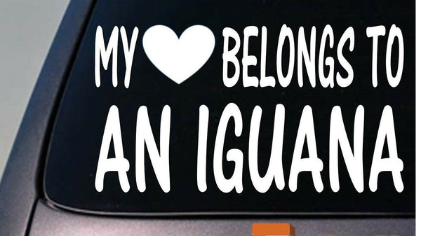 My heart belongs to an Iguana sticker decal *D937*