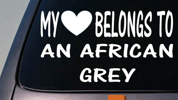 My heart belongs to a African Grey sticker decal *D948*