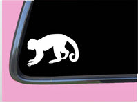 Capuchin Monkey Plain TP 724 vinyl 6" Decal Sticker spider old world