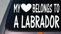 My heart belongs to a Labrador sticker decal *D903*