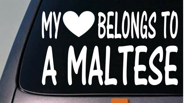 My heart belongs to a Maltese sticker decal *D907*