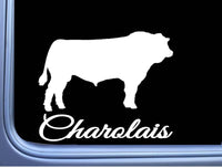 Charolais Bull Decal 6" Sticker OS 281 cattle cow beef